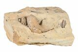 Ordovician Gastropod (Lophospira) Fossil - Wisconsin #203674-1